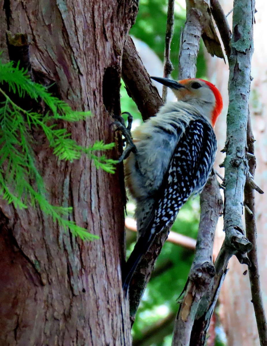 Red-bellied Woodpecker - ML618782567