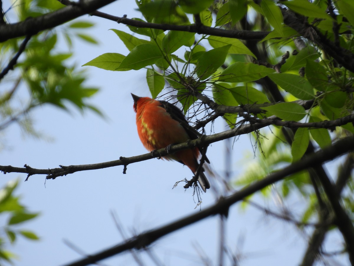 Scarlet Tanager - ML618782571