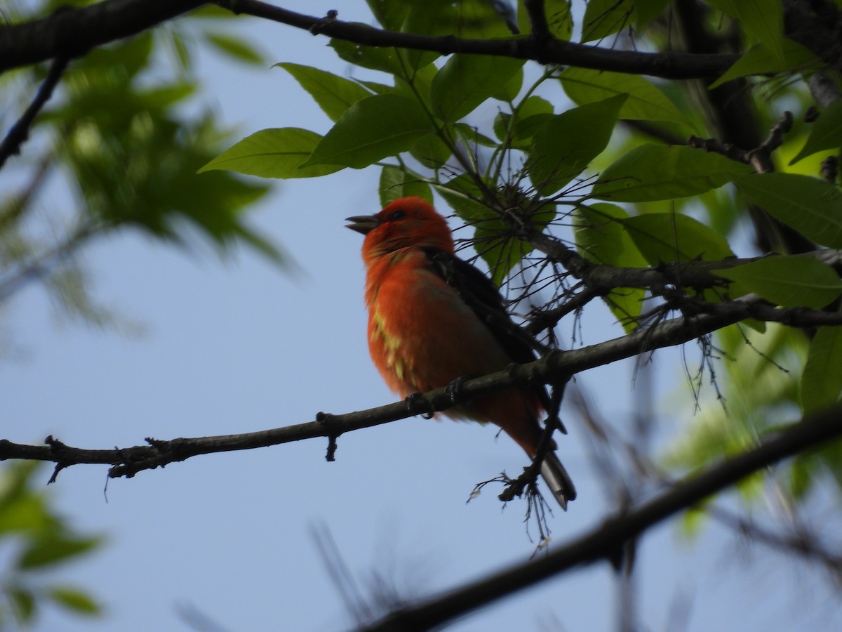 Scarlet Tanager - ML618782585