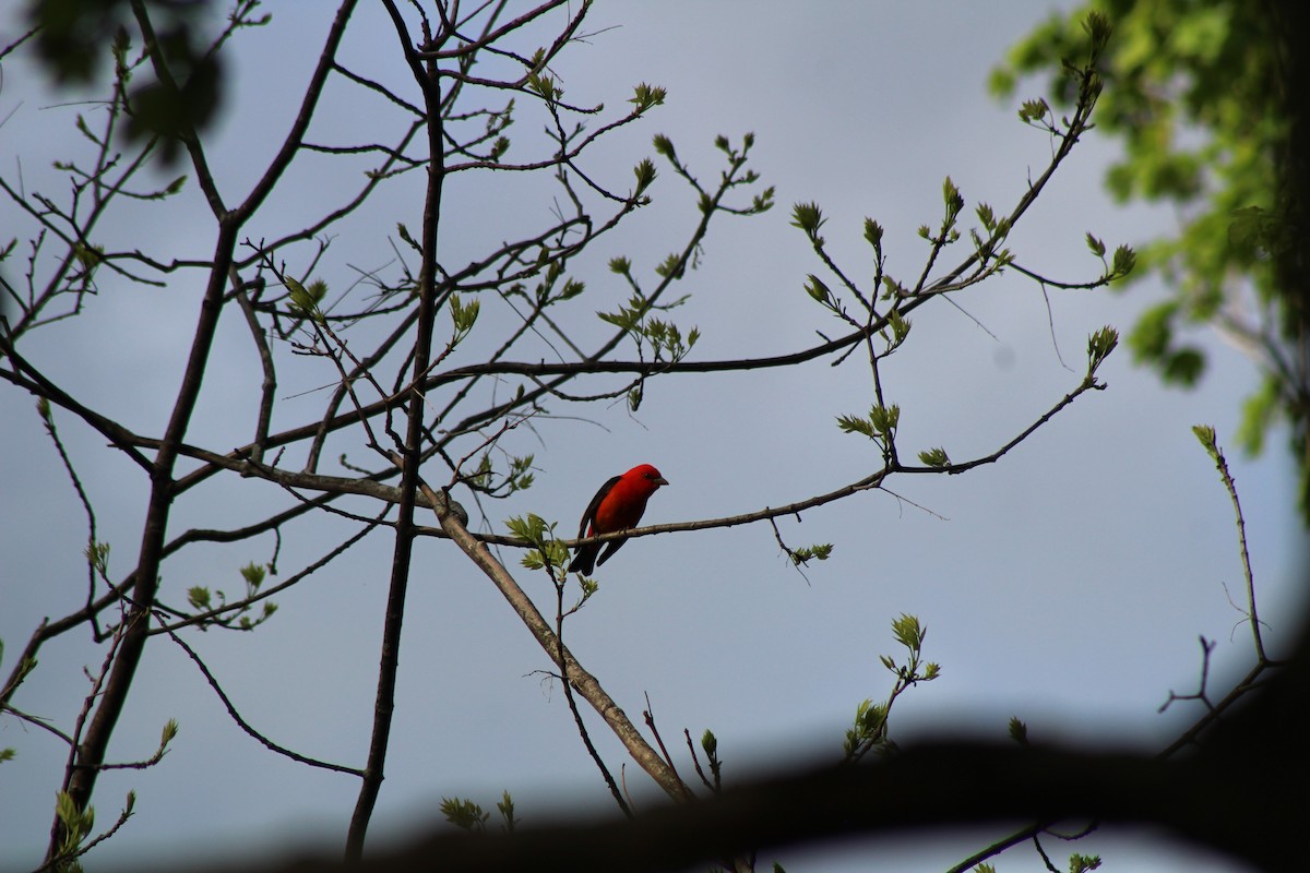 Scarlet Tanager - ML618782604