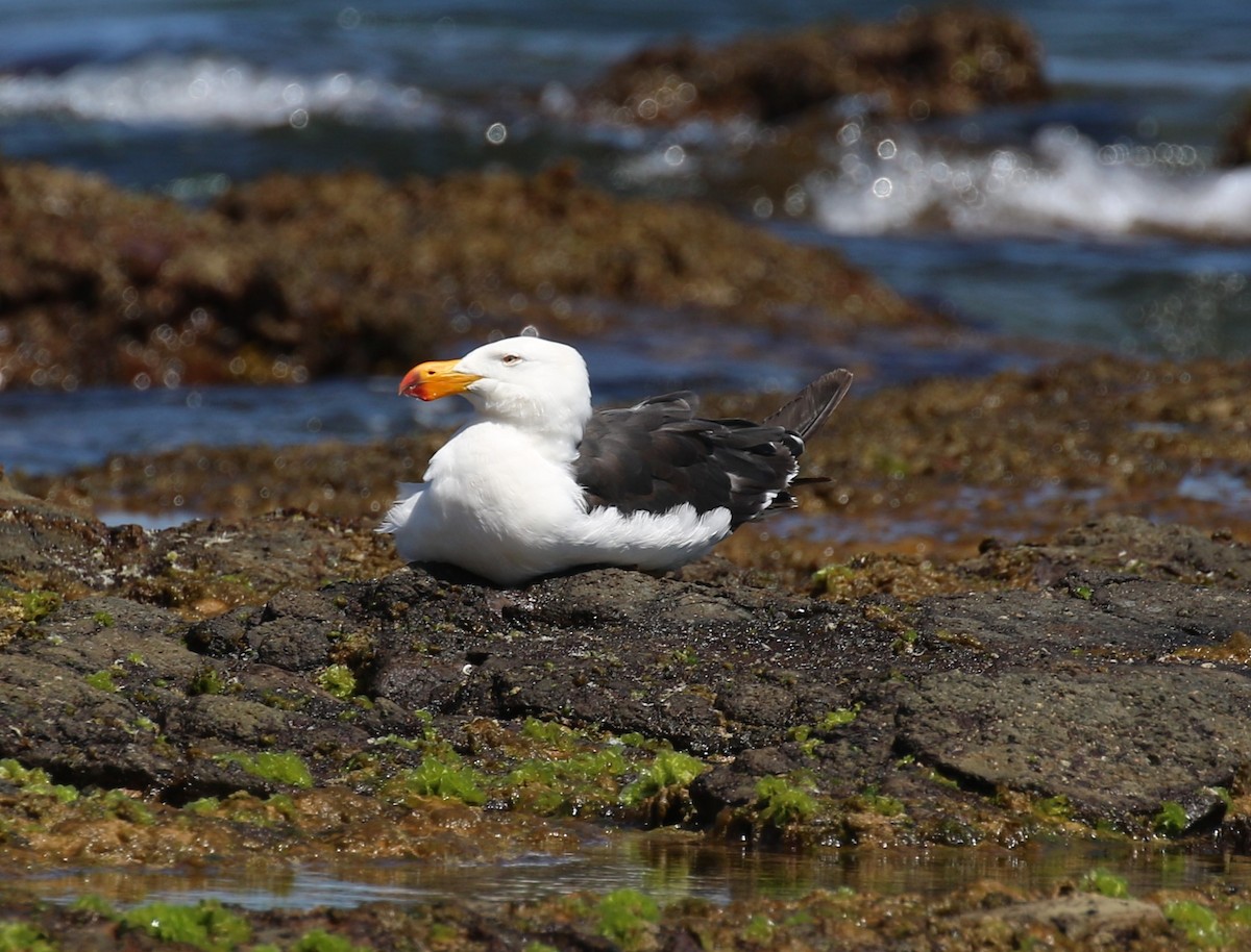 Pacific Gull - sean clancy