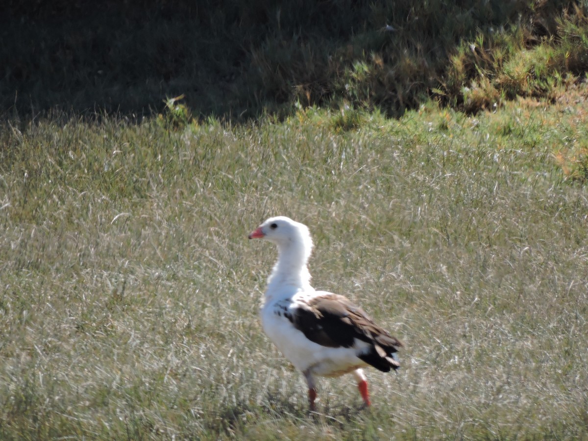 Andean Goose - ML618782635