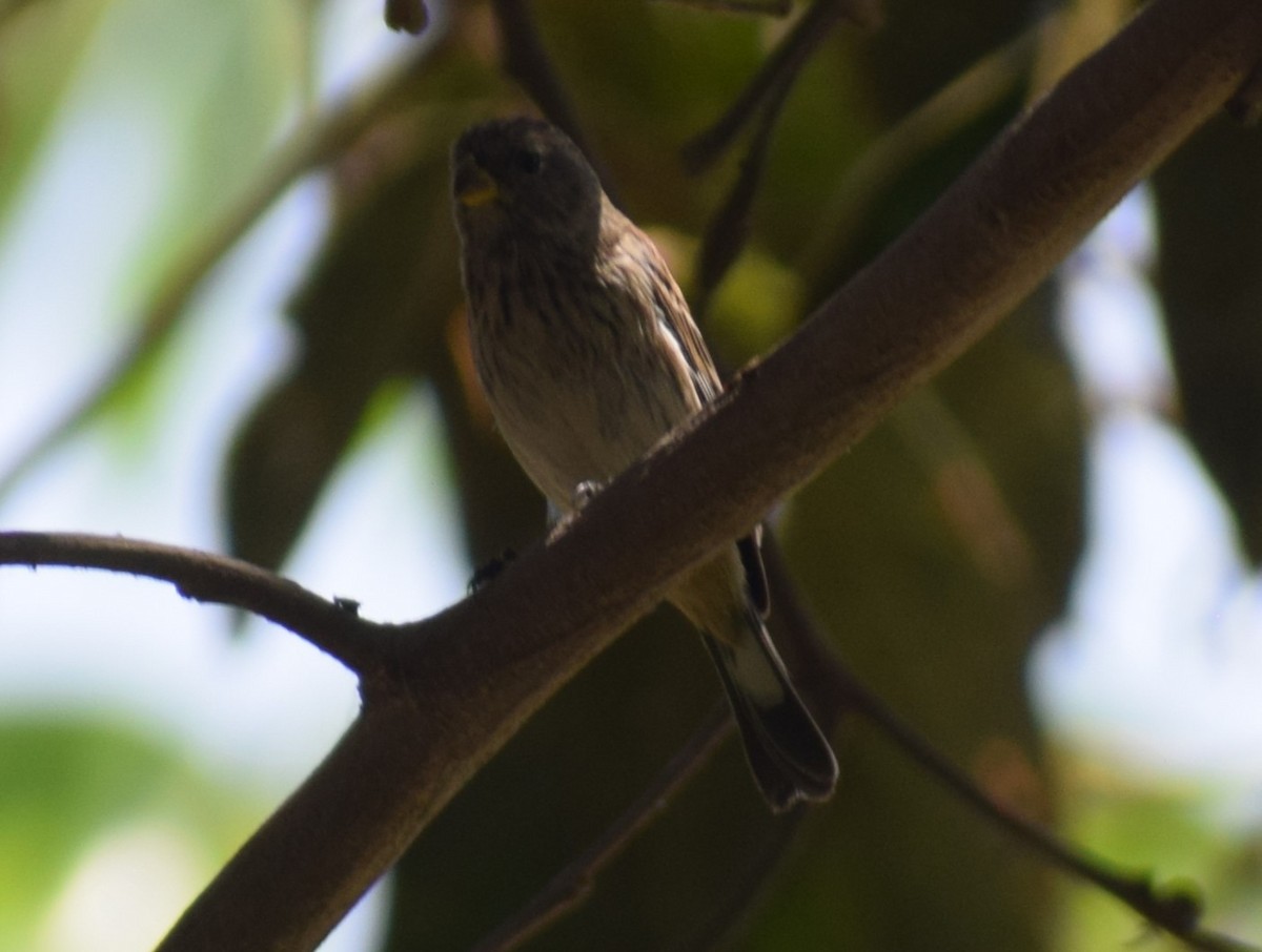 Band-tailed Seedeater - ML618782638