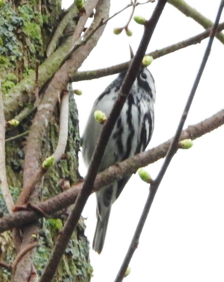 Black-and-white Warbler - alan murray