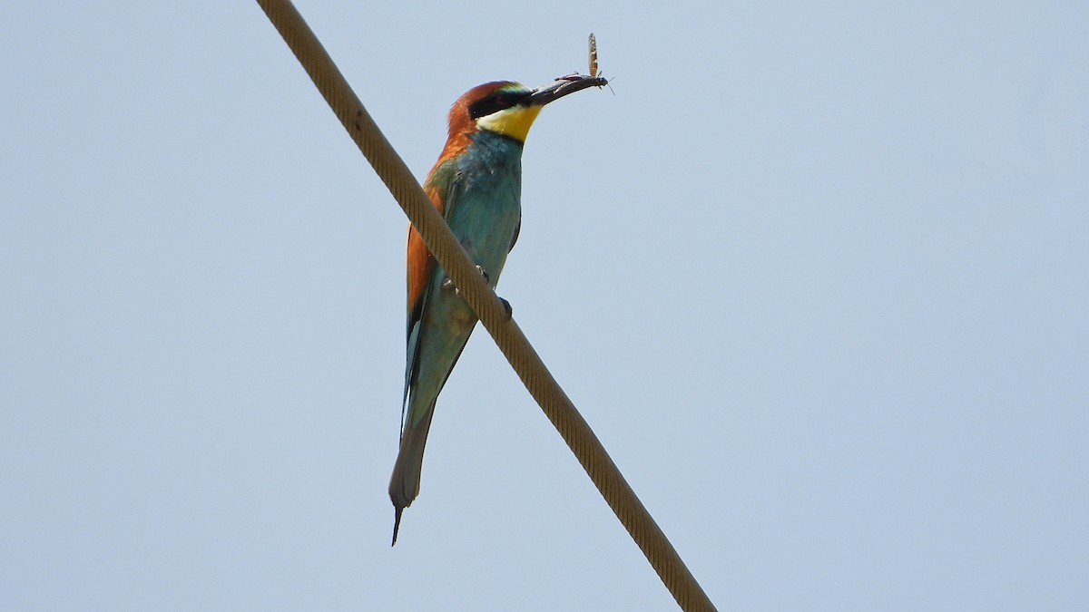 European Bee-eater - ML618782672