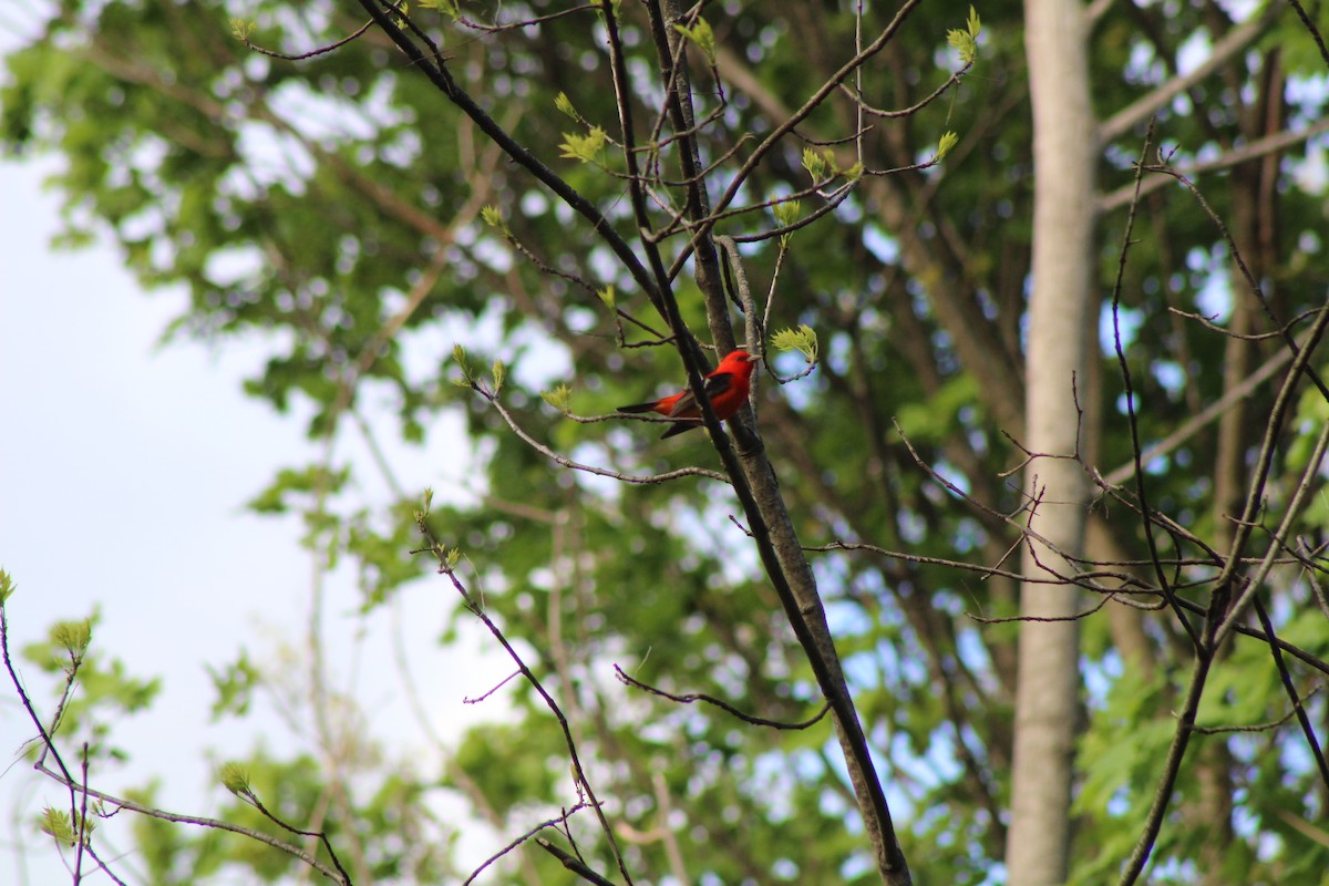 Scarlet Tanager - ML618782698