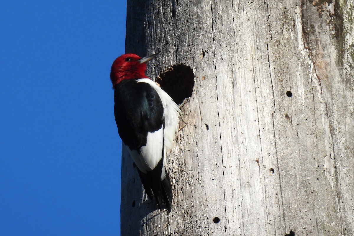 Red-headed Woodpecker - ML618782716