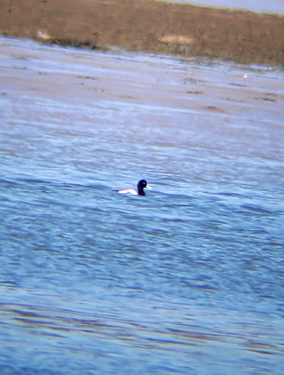 Greater Scaup - ML618782729