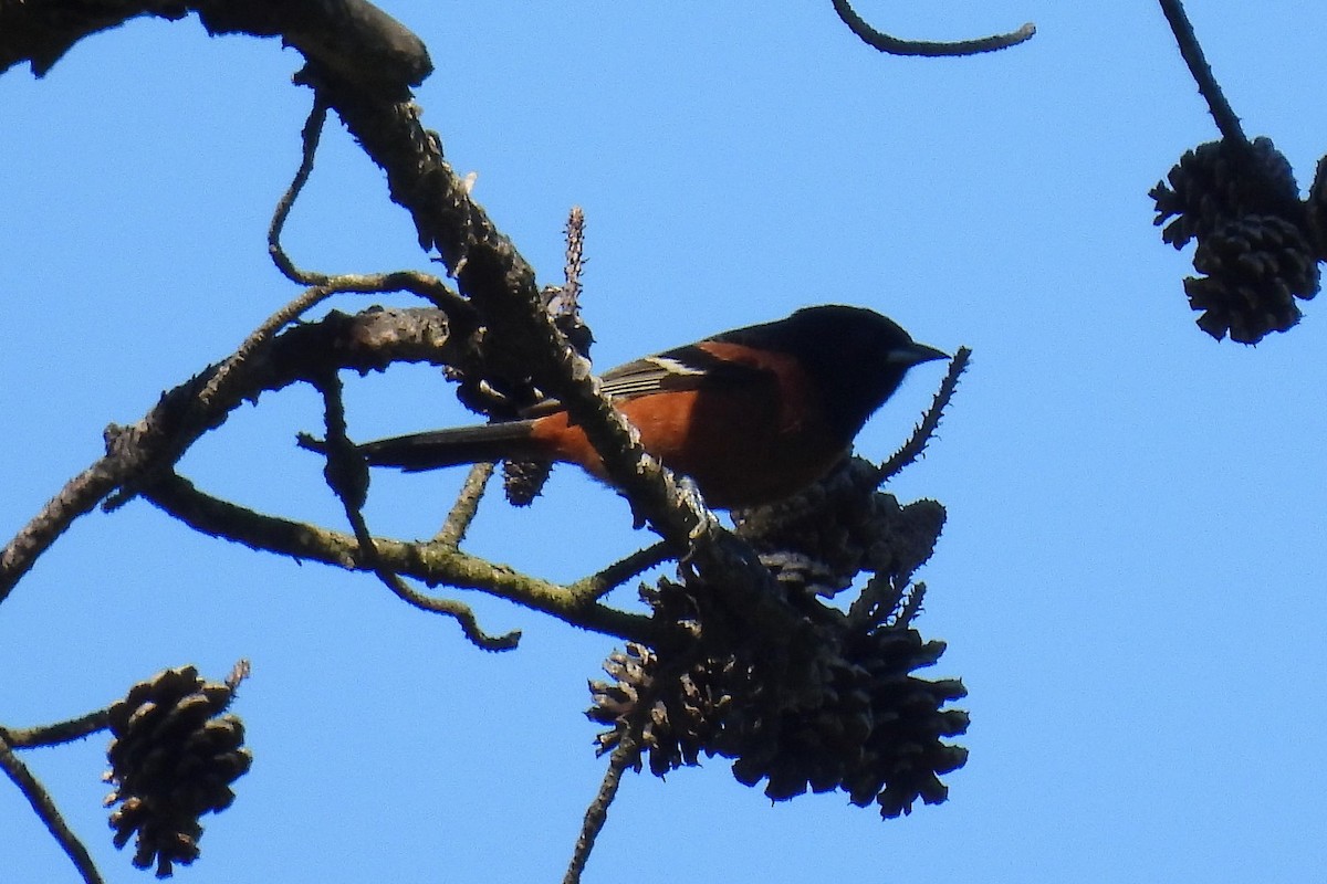 Orchard Oriole - ML618782775