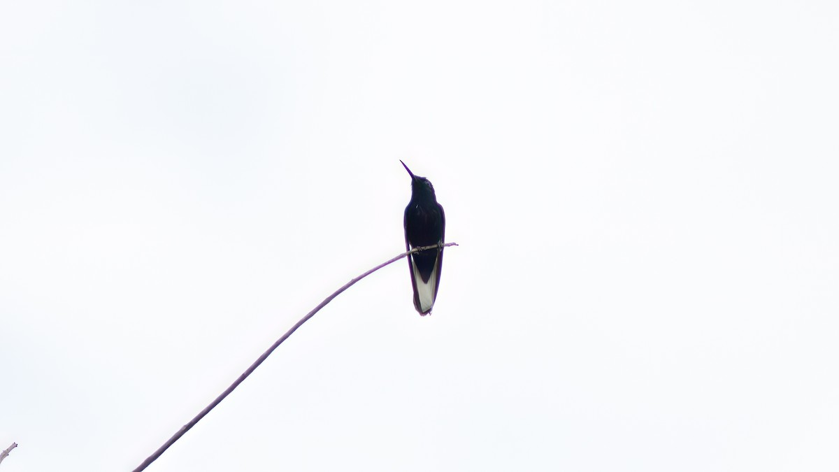 kolibřík černobílý - ML618782801