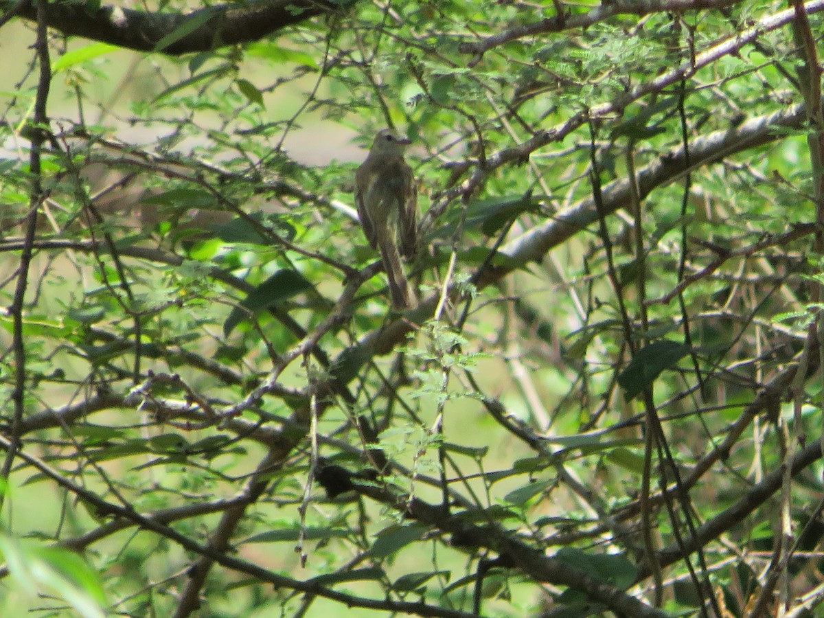 Northern Mouse-colored Tyrannulet - ML618782825