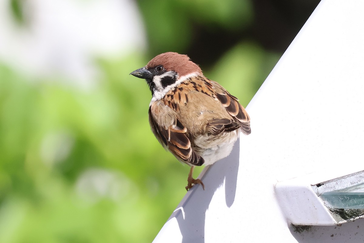 Eurasian Tree Sparrow - ML618782834