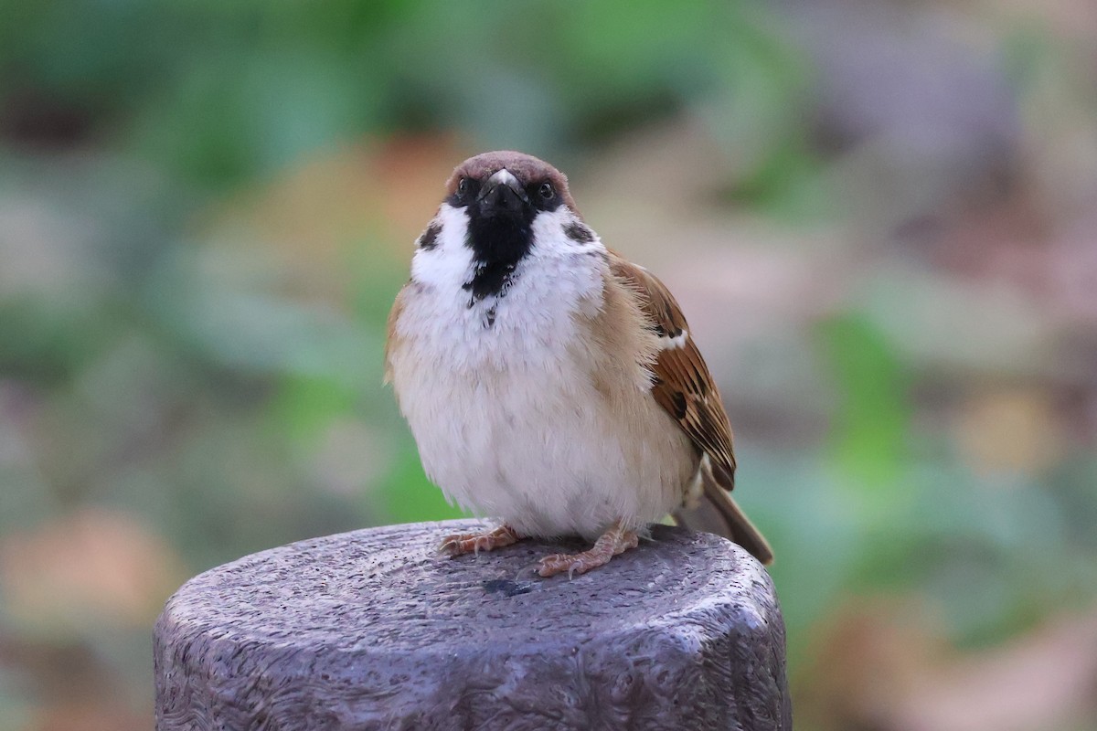 Eurasian Tree Sparrow - Eric Cameron