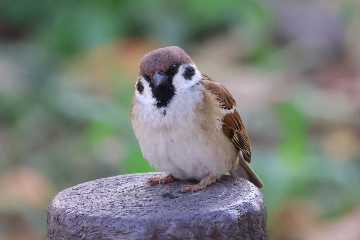 Eurasian Tree Sparrow - ML618782836