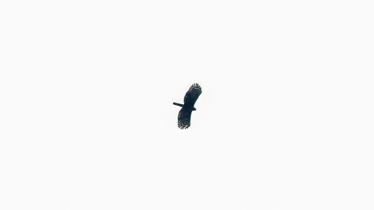 Чёрный хохлатый орёл - ML618782871