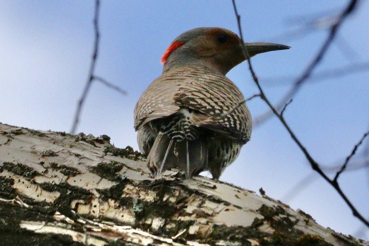 Red-bellied Woodpecker - ML618782921