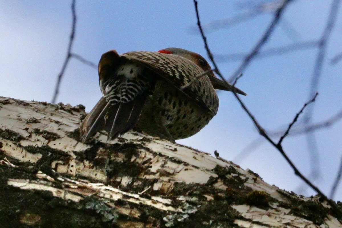 Red-bellied Woodpecker - ML618782922