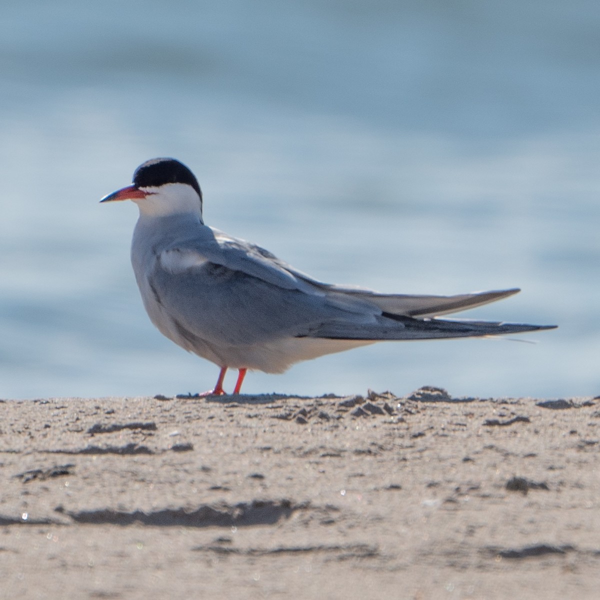 Common Tern - John Ter Louw