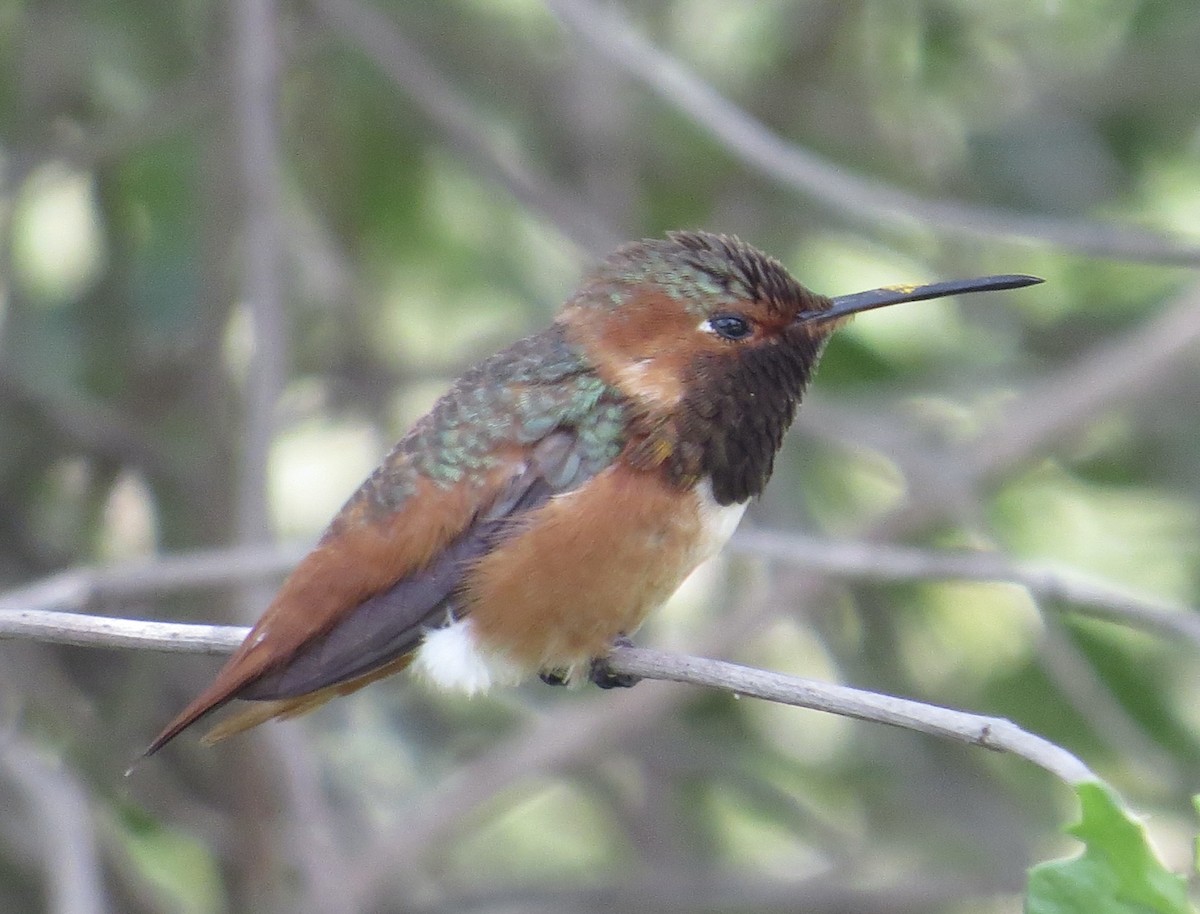Allen's Hummingbird - Thomas Wurster