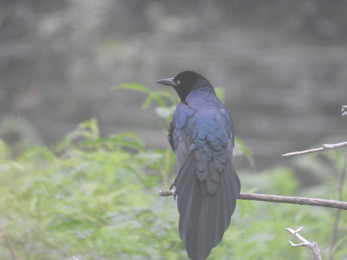 Great-tailed Grackle - ML618782993