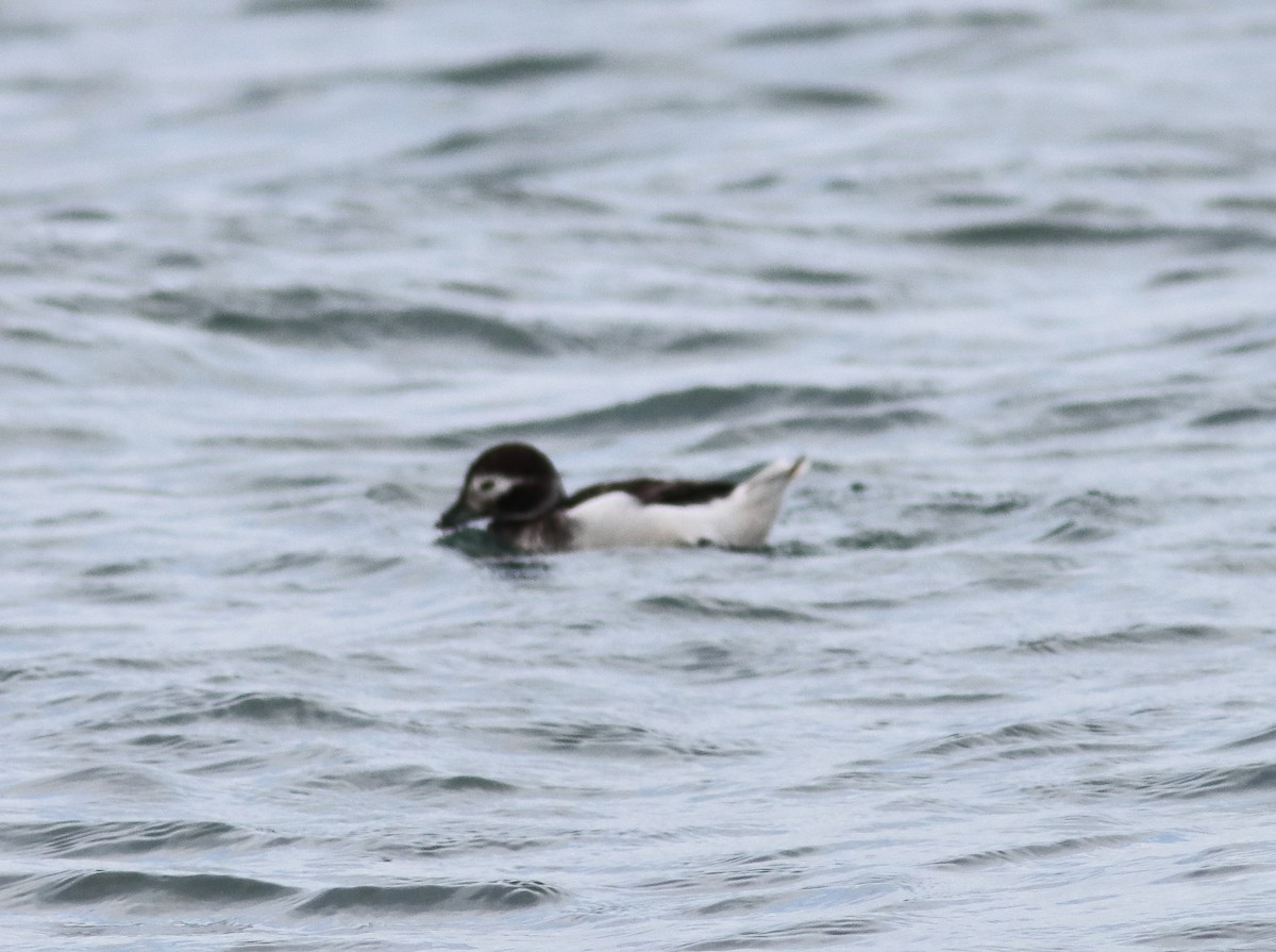 Long-tailed Duck - ML618783050