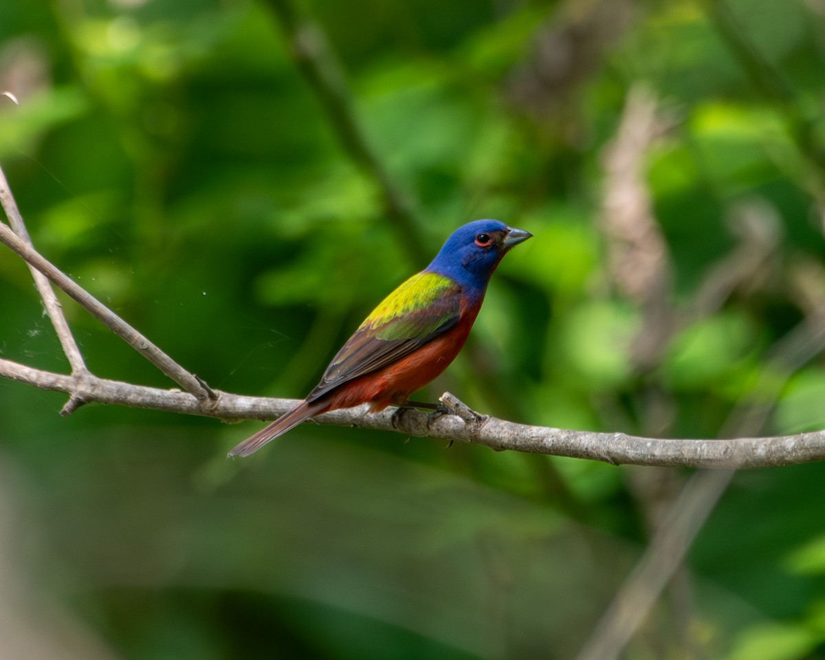Painted Bunting - ML618783053