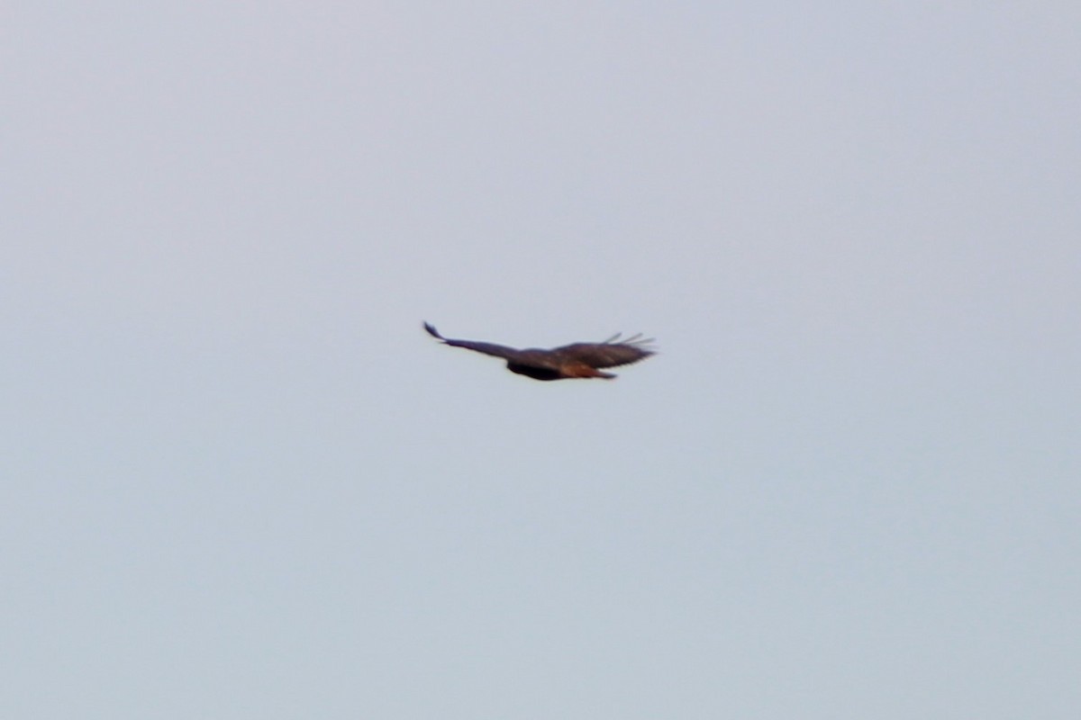Red-tailed Hawk (calurus/alascensis) - ML618783062