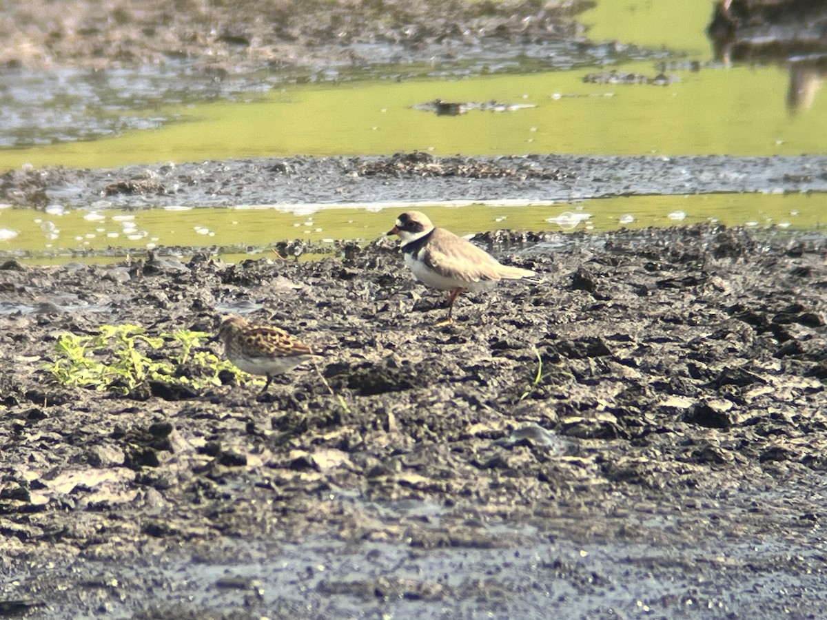 Semipalmated Plover - ML618783077