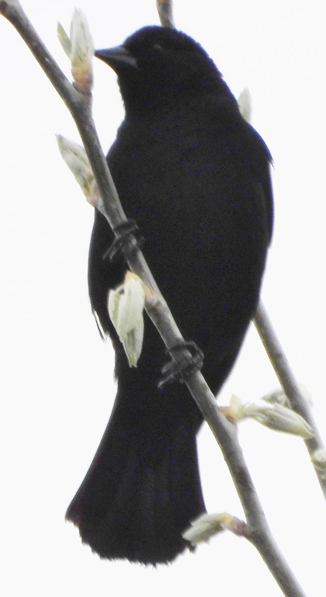 Red-winged Blackbird - alan murray