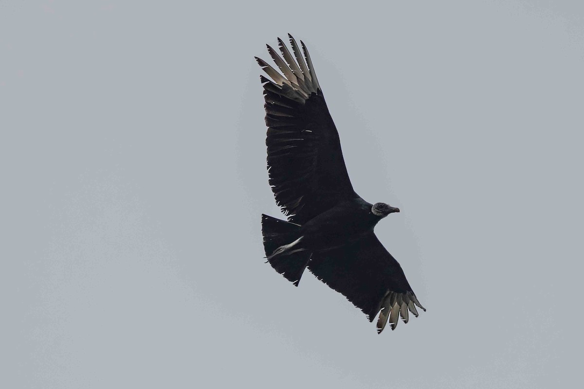 Black Vulture - ML618783079