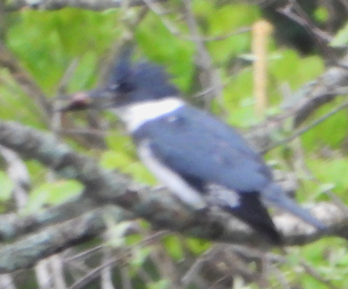 Belted Kingfisher - alan murray