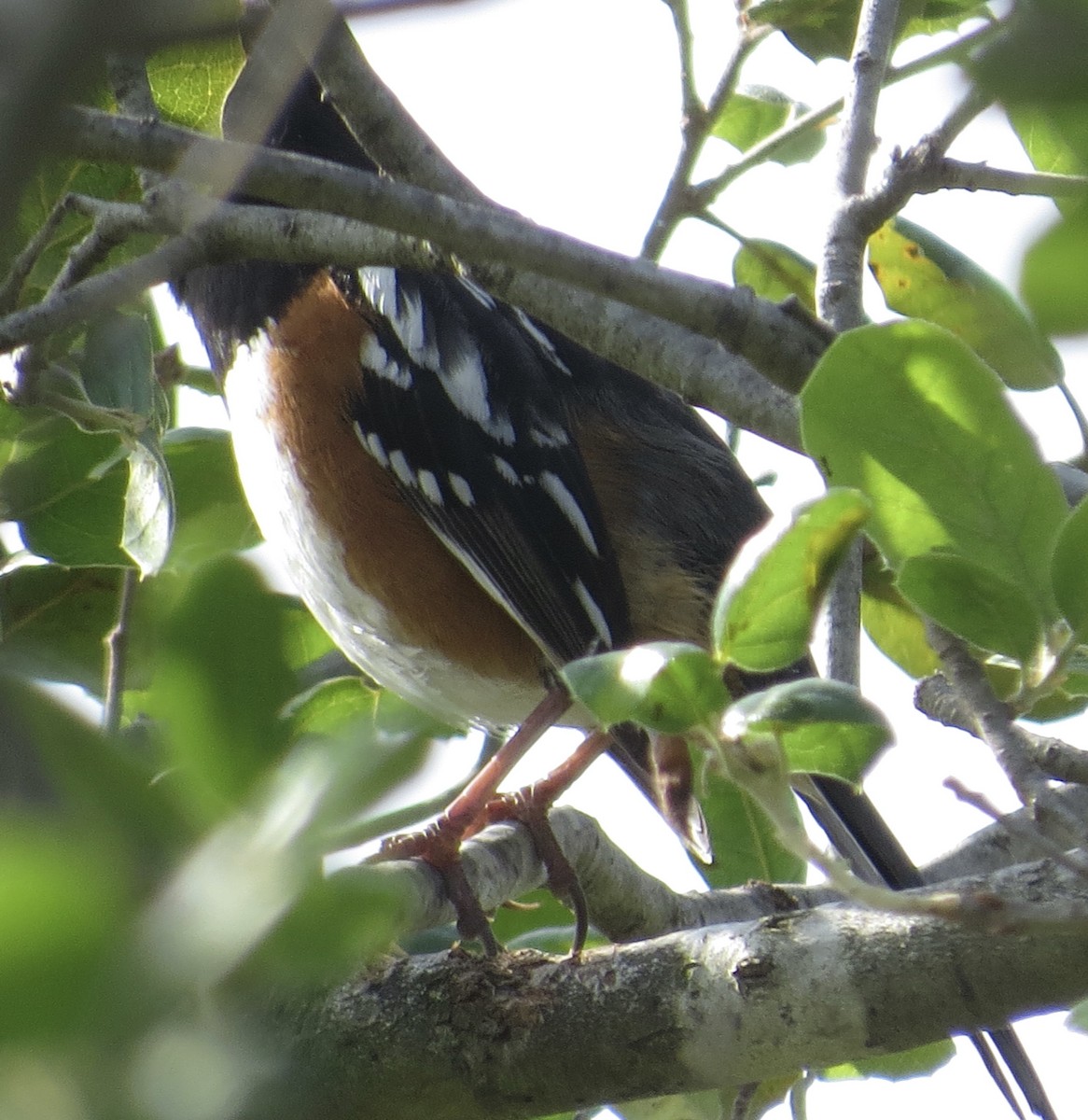 Spotted Towhee - ML618783122