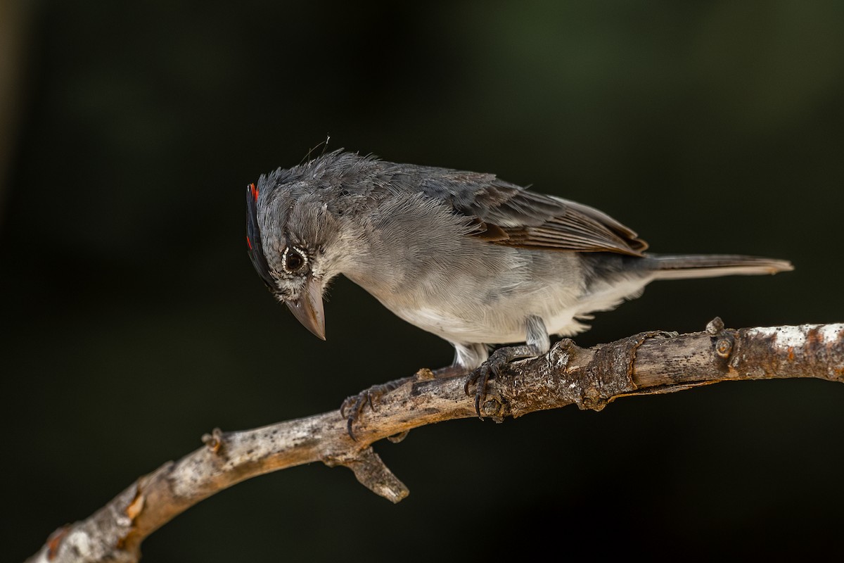 Pileated Finch - ML618783123