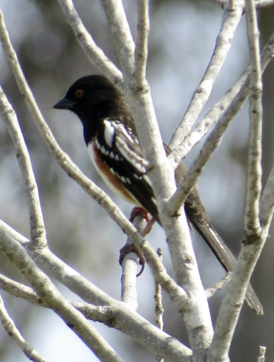 Spotted Towhee - ML618783134