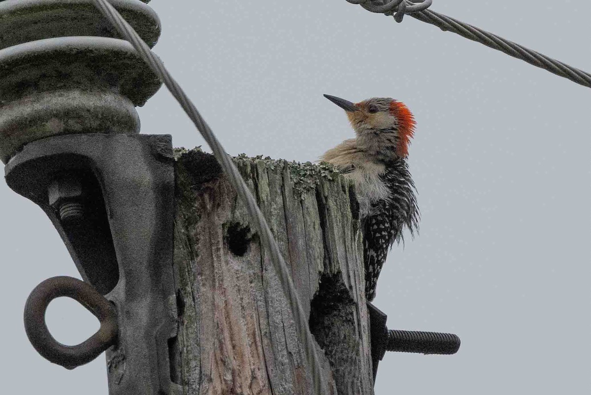 Red-bellied Woodpecker - Ann Van Sant