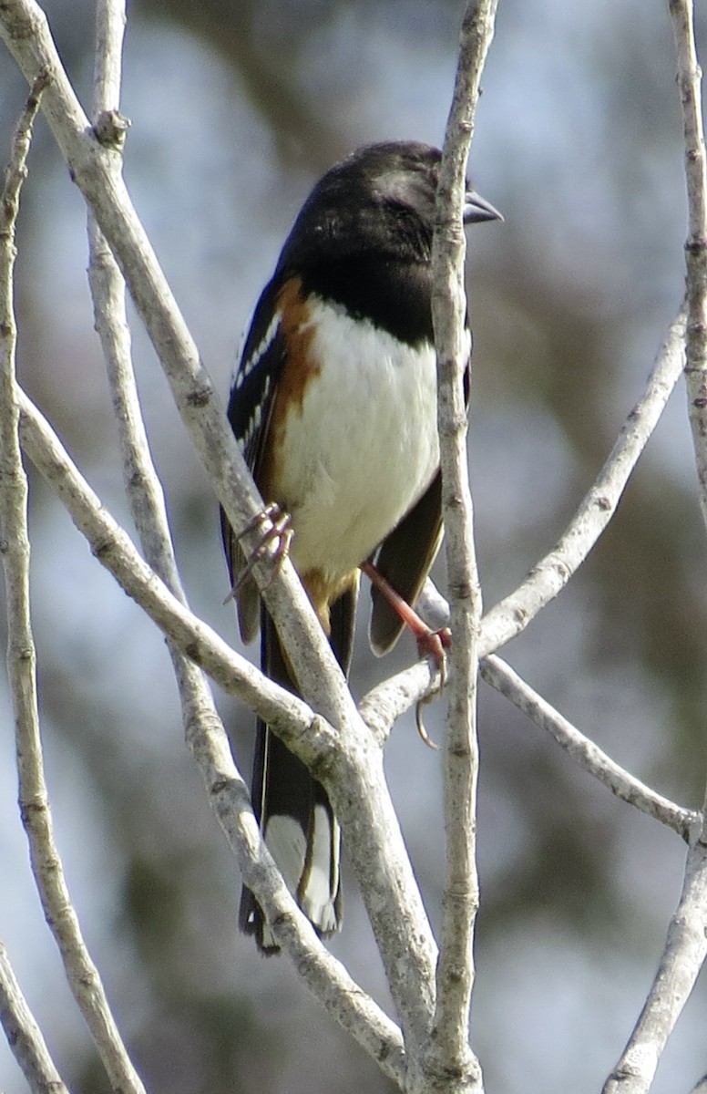 Spotted Towhee - Thomas Wurster