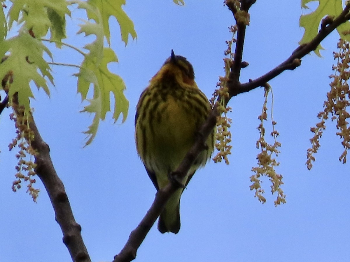 Cape May Warbler - ML618783155
