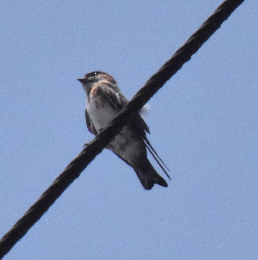 Chestnut-collared Swallow - ML618783180