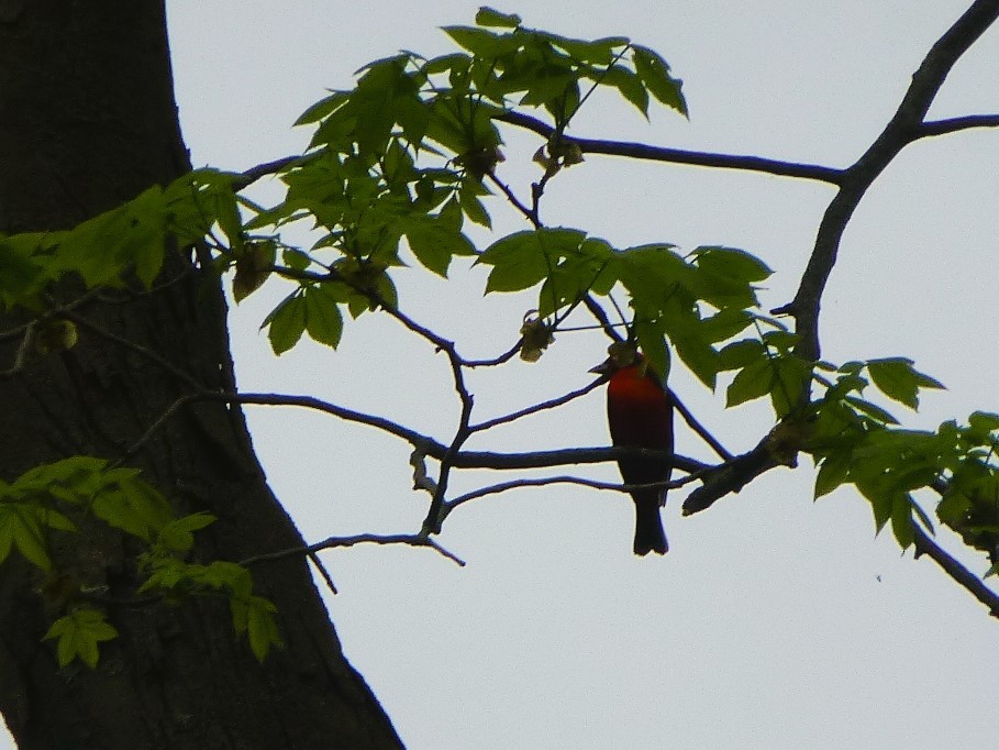 Scarlet Tanager - ML618783187
