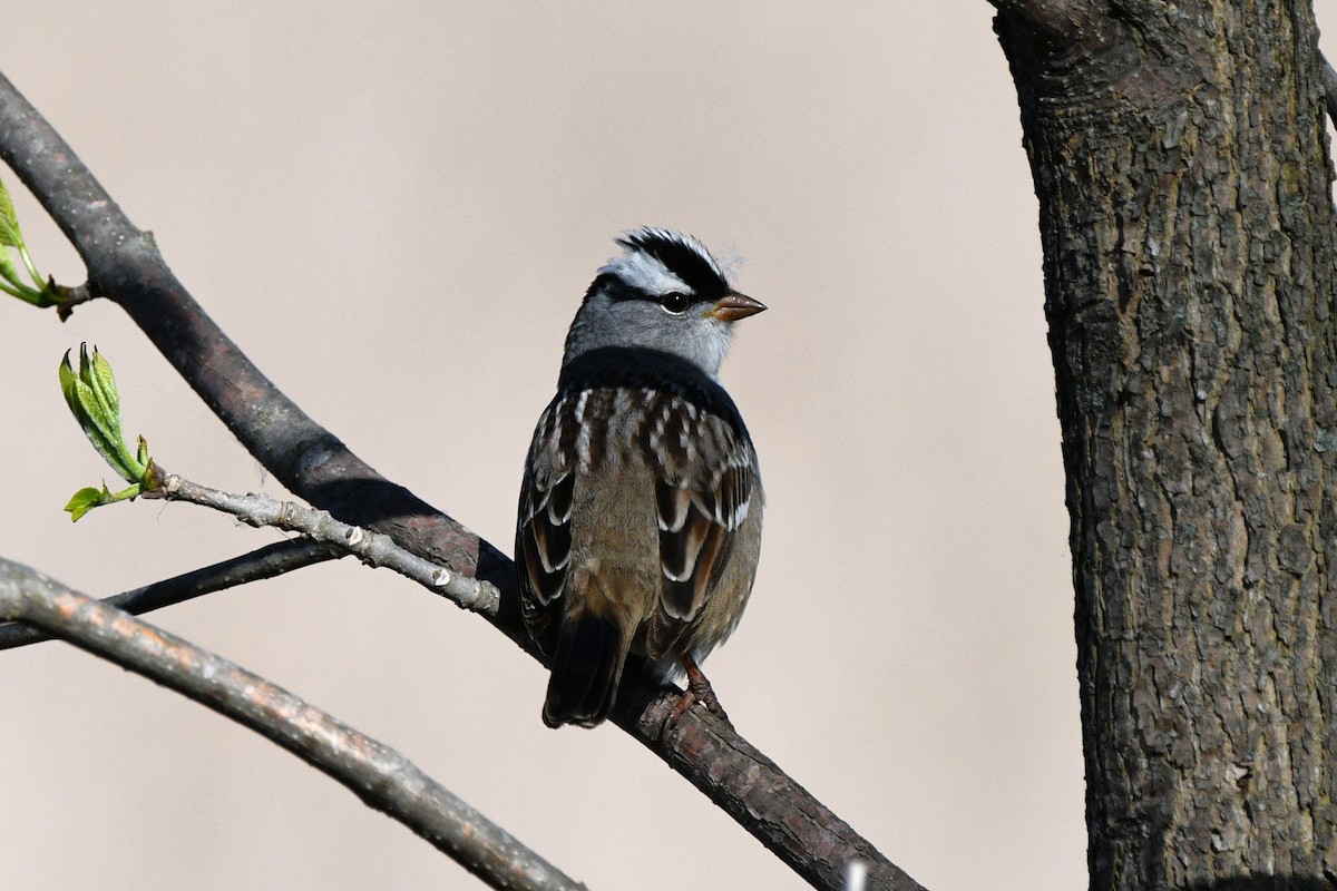 White-crowned Sparrow - ML618783191