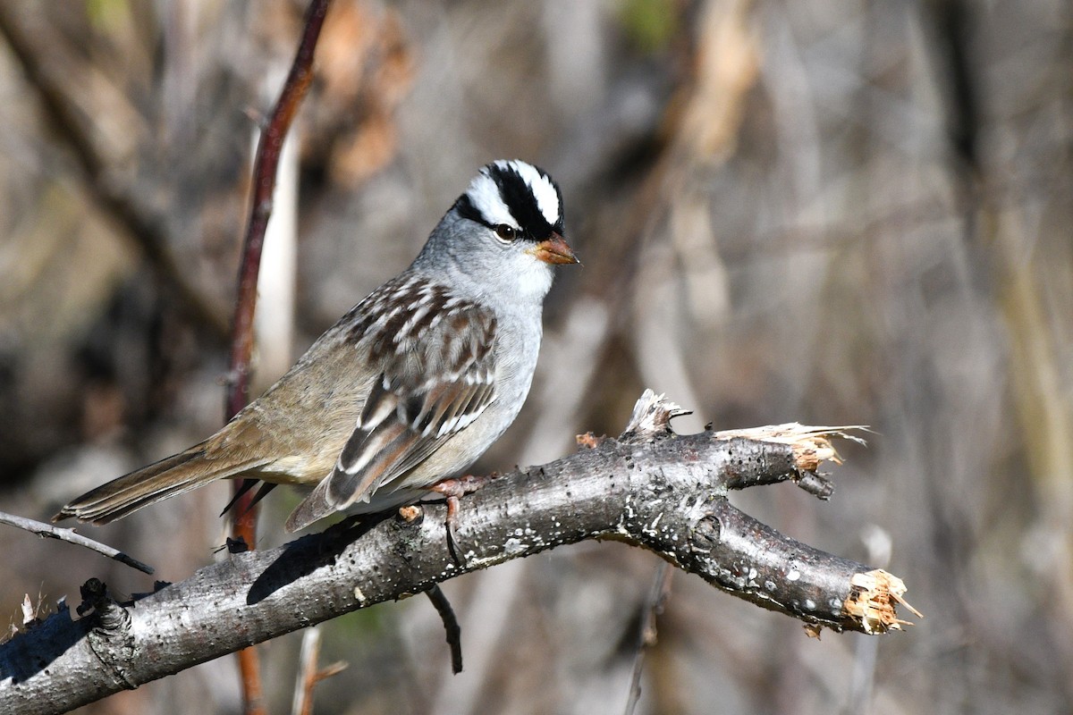 White-crowned Sparrow - ML618783192