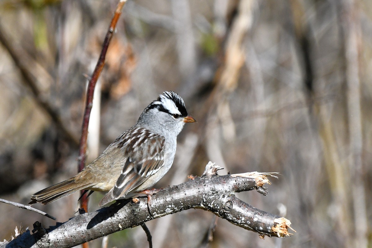 White-crowned Sparrow - ML618783193