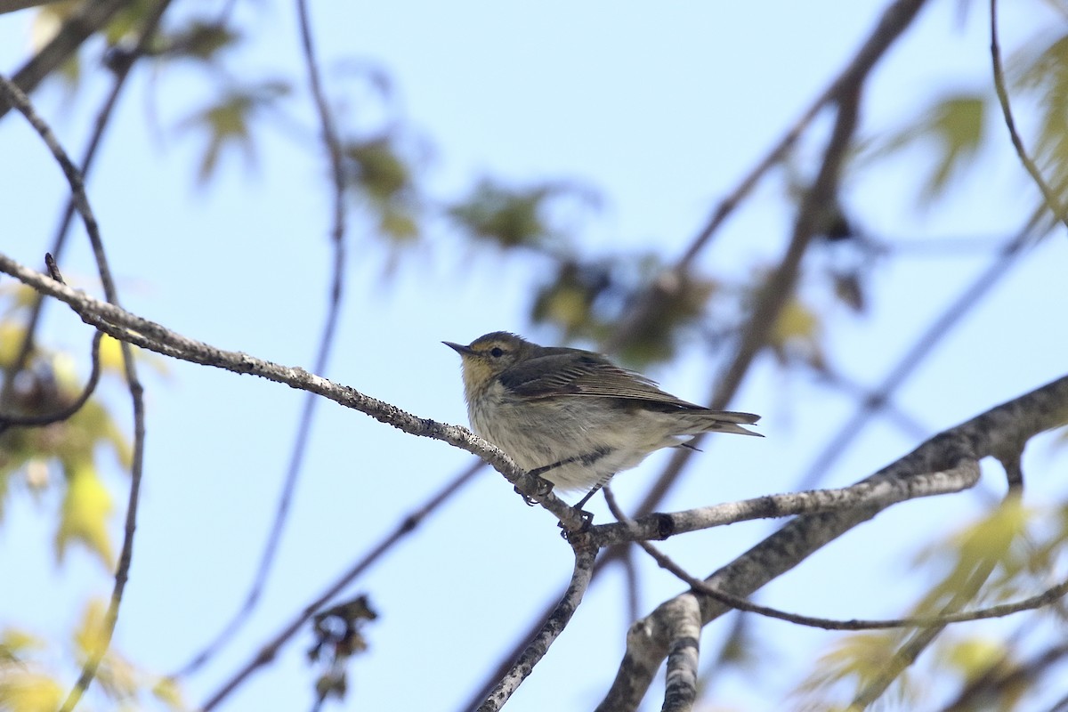 Cape May Warbler - ML618783253