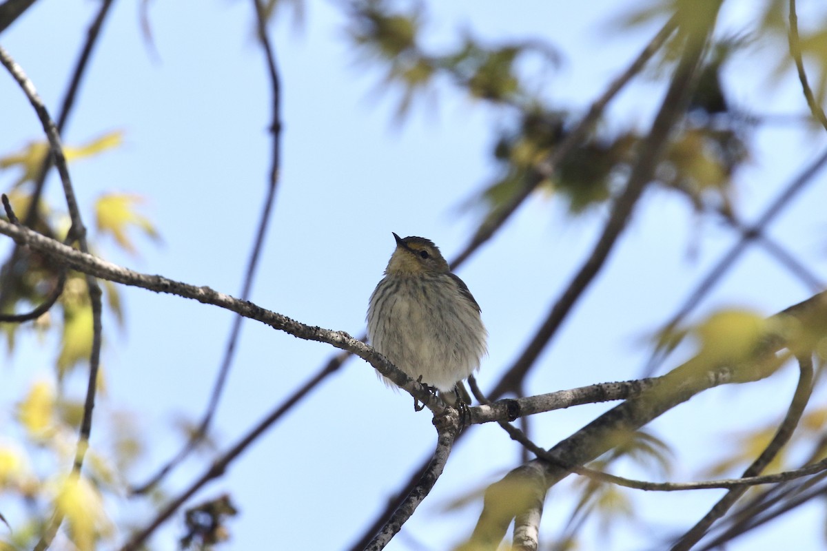 Cape May Warbler - ML618783267