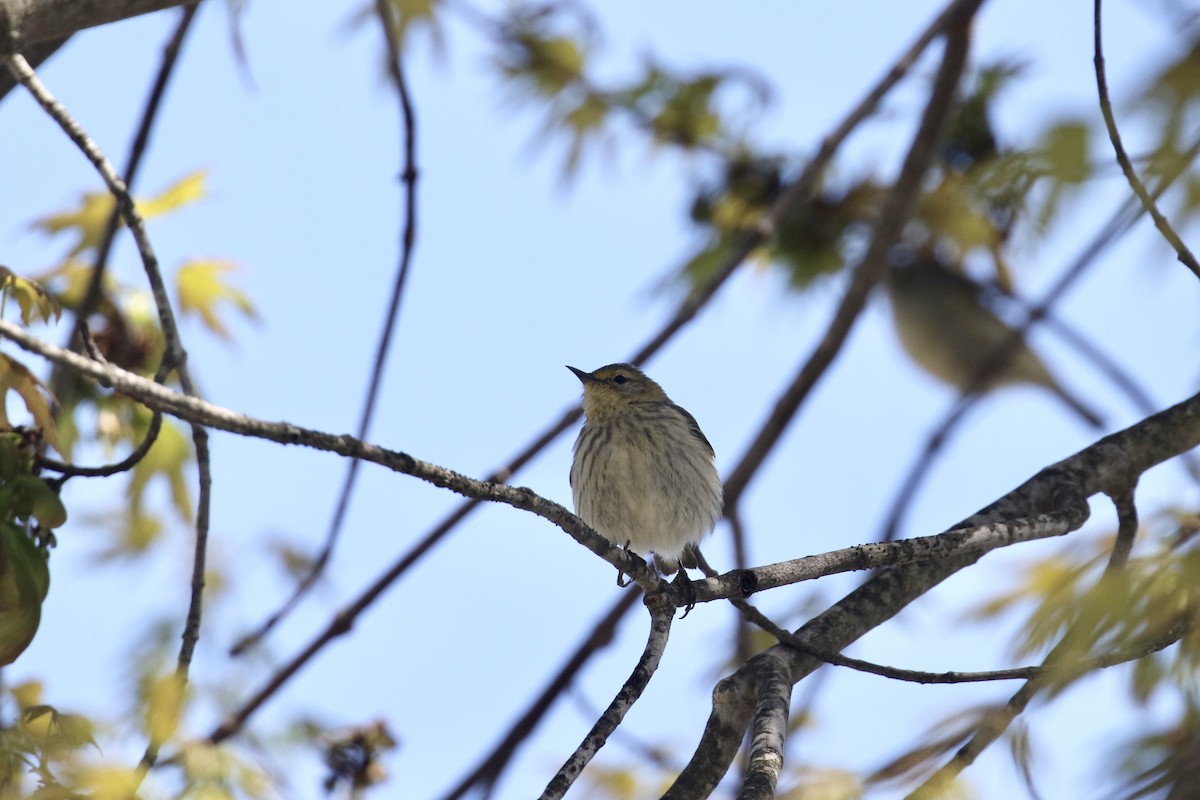 Cape May Warbler - ML618783268