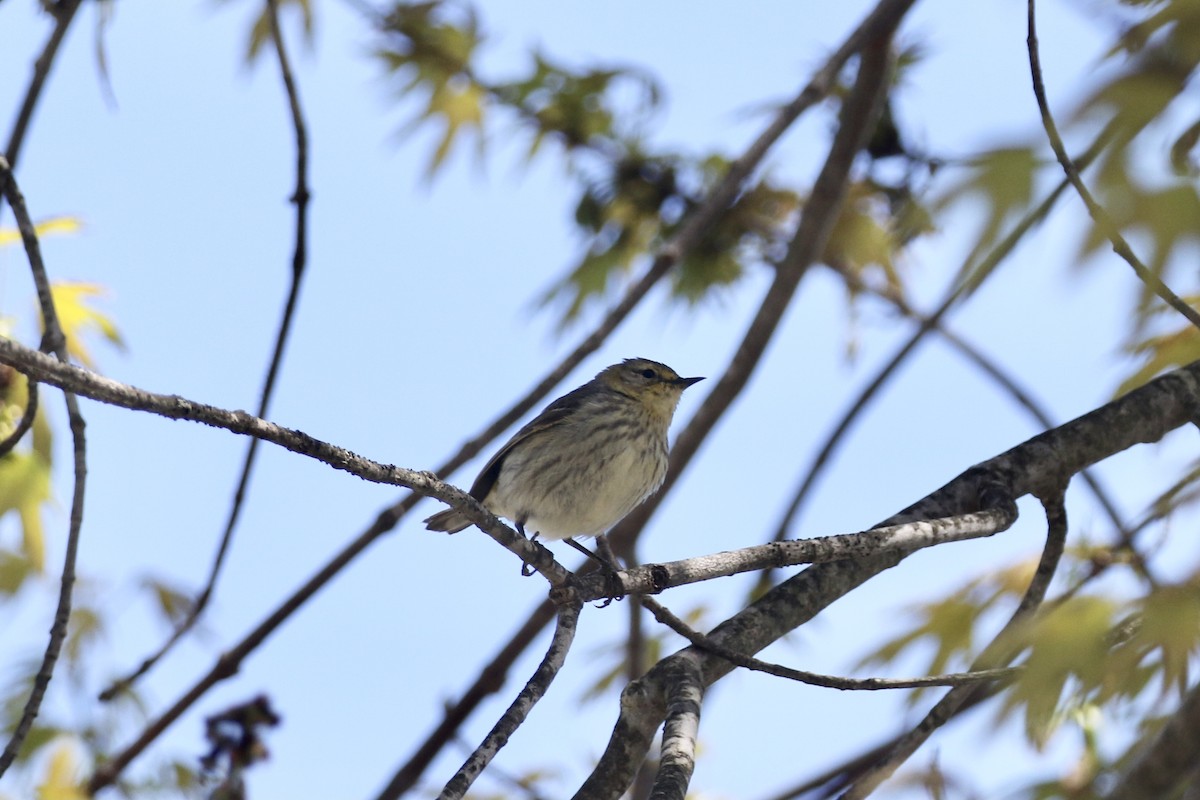 Cape May Warbler - ML618783270