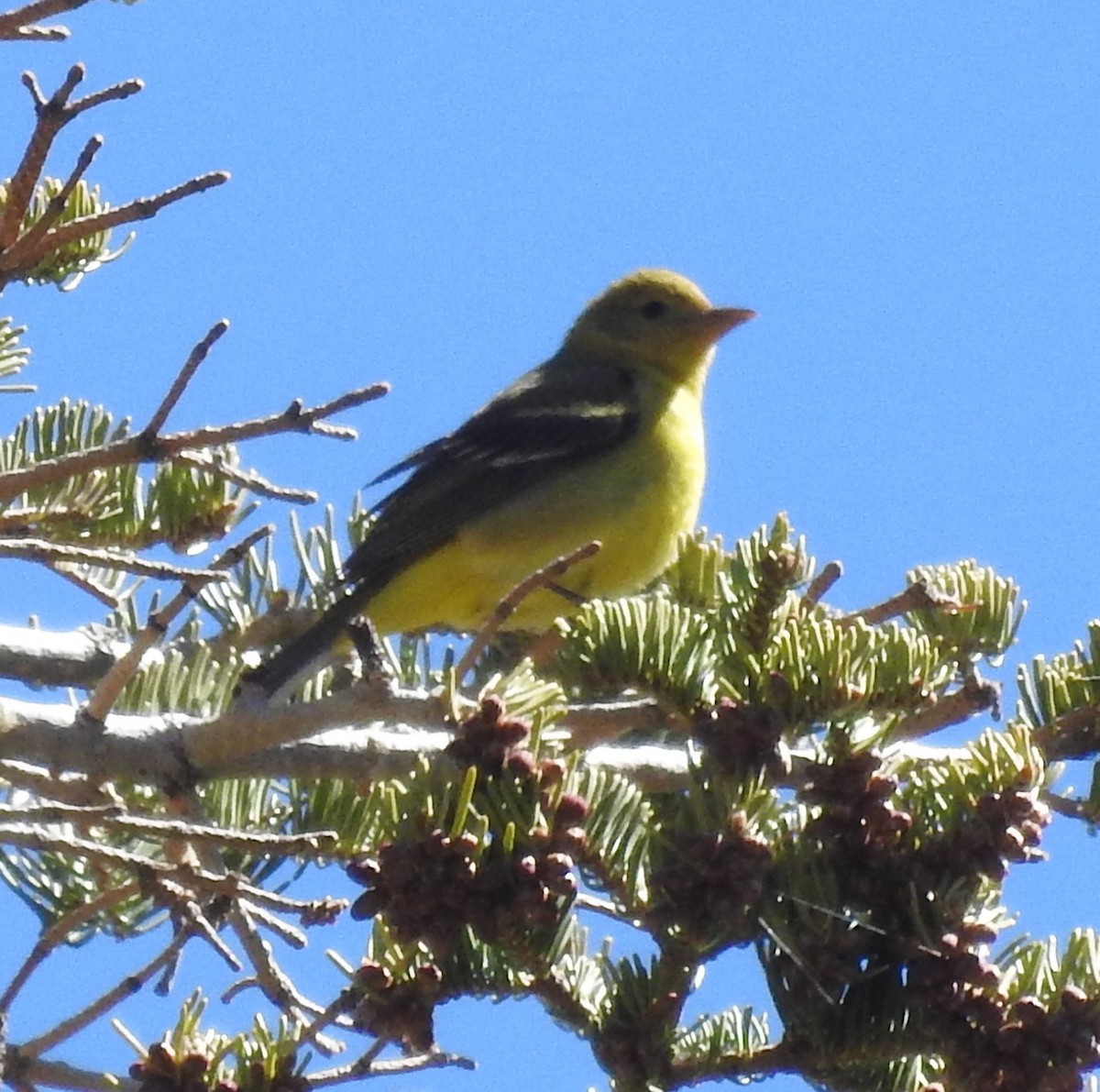 Western Tanager - ML618783287