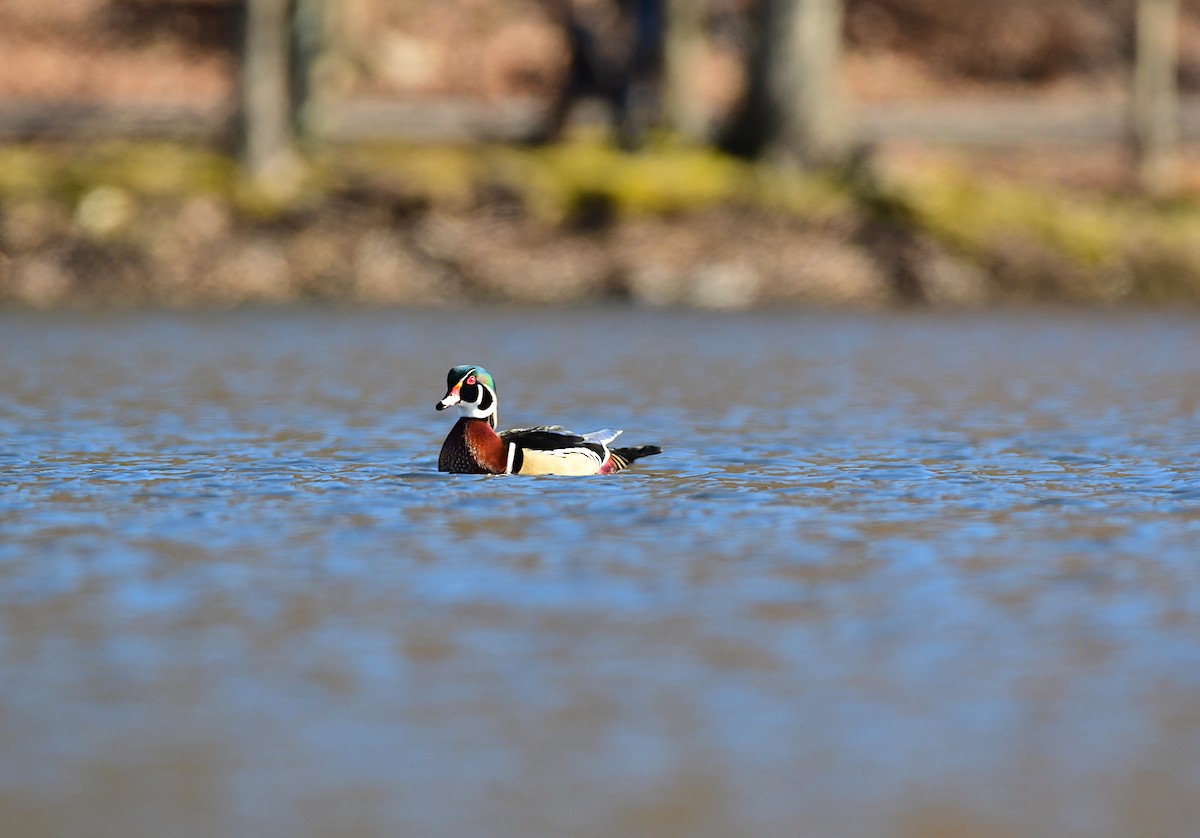 Wood Duck - Chaiby Leiman
