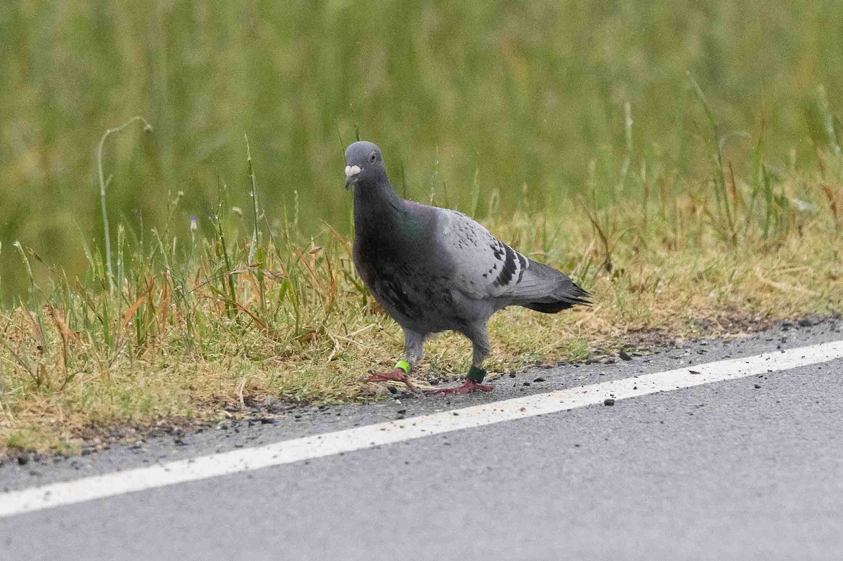 Rock Pigeon (Feral Pigeon) - ML618783309