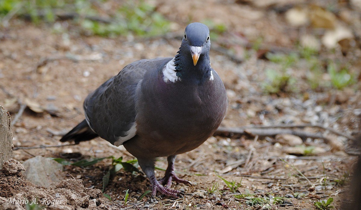 Common Wood-Pigeon - Mário Roque